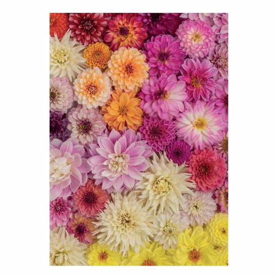 Puzzle Dahlias - 1000 pcs Piatnik - 2