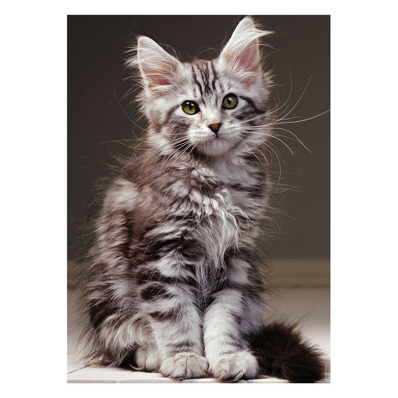 Puzzle 1000 Pcs Collection Tendresse Le Chat Maine Coon d Jeux