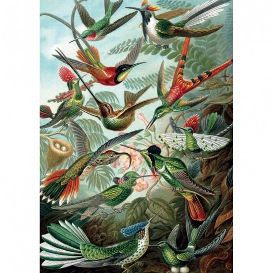 Puzzle Haeckel - Colibri - 1000 pcs Piatnik - 2