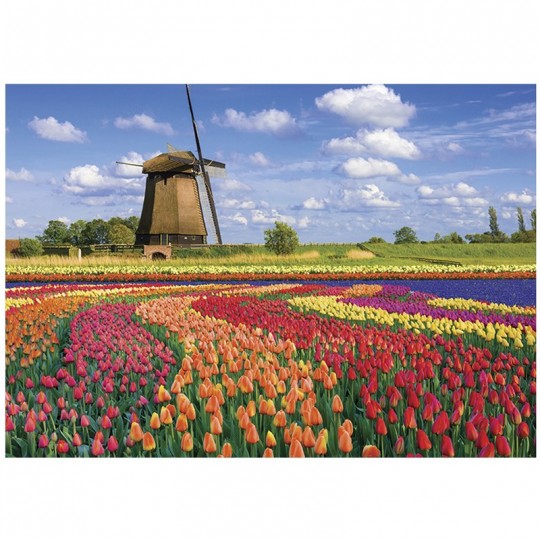 Puzzle 1000 pcs Champs de tulipes : Hollande - Calypto Calypto - 3