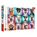 Puzzle 2000 pièces Portraits de chiens drôles II - Trefl TREFL - 1 Puzzle 2000 pièces Portraits de chiens drôles II - Trefl TREFL - 1