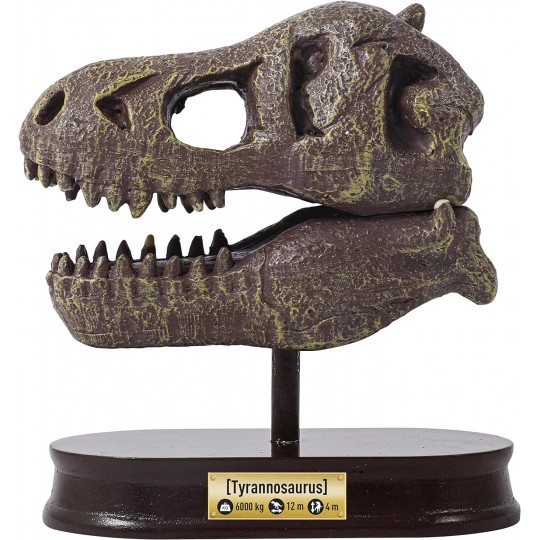 T-Rex Museum Skull - Buki Buki France - 2