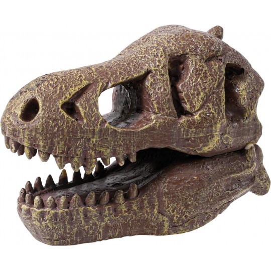 T-Rex Museum Skull - Buki Buki France - 6