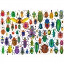 Puzzle 500 pcs Les coléoptères - Educa Educa - 2 Puzzle 500 pcs Les coléoptères - Educa Educa - 2