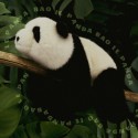 Peluche Panda Bao 32 cm : Dans la Forêt tropicale - Histoire d'Ours Histoire d'Ours - 2 Peluche Panda Bao 32 cm : Dans la Forêt tropicale - Histoire d'Ours Histoire d'Ours - 2