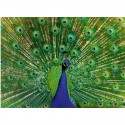 Puzzle Colorful Animals 500 pcs Paon - Ravensburger Ravensburger - 2 Puzzle Colorful Animals 500 pcs Paon - Ravensburger Ravensburger - 2