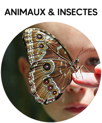 Animaux & Insectes