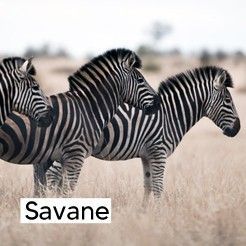 Jeu et jouet sur le thème de la savane