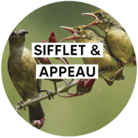 Appeau et sifflet pour les enfants de 7 à 10 ans
