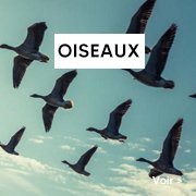 Jeu société sur les oiseaux